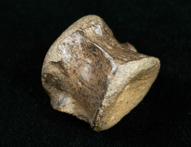 Champsosaurus Vertebrae (Cretaceous Reptile) #10830